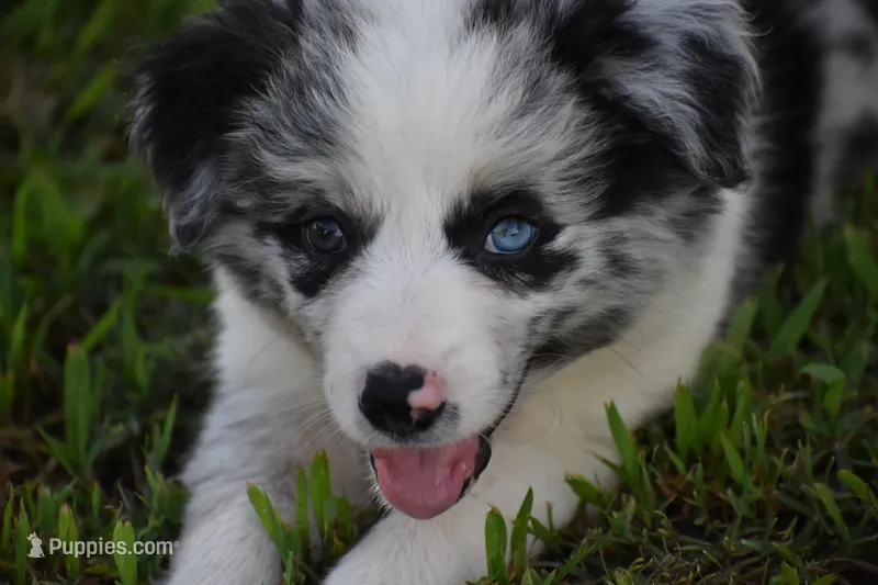 Chet – Border Collie puppy for sale in Bokoshe, OK