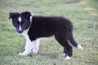 Sadie, a female Border Collie for sale in Bokoshe, OK – 4 of 7