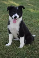 Lilly, a female Border Collie for sale in Bokoshe, OK – 2 of 8