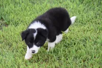 Lilly, a female Border Collie for sale in Bokoshe, OK – 6 of 7