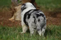 Chet, a male Border Collie for sale in Bokoshe, OK – 8 of 9