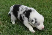Bo, a male Border Collie for sale in Bokoshe, OK – 7 of 8