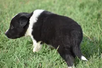 Sadie, a female Border Collie for sale in Bokoshe, OK – 6 of 6
