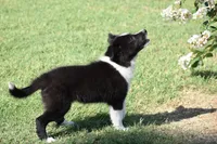 Sadie, a female Border Collie for sale in Bokoshe, OK – 7 of 7