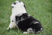 Roo, a male Border Collie for sale in Bokoshe, OK – 5 of 9