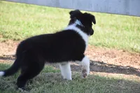 Sadie, a female Border Collie for sale in Bokoshe, OK – 2 of 7