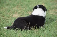 Lilly, a female Border Collie for sale in Bokoshe, OK – 6 of 8