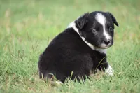 Sadie, a female Border Collie for sale in Bokoshe, OK – 5 of 6