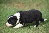 Lilly, a female Border Collie for sale in Bokoshe, OK – 5 of 8
