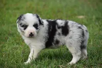 Chet, a male Border Collie for sale in Bokoshe, OK – 6 of 9