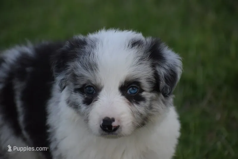 Chet – Border Collie puppy for sale in Bokoshe, OK