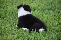 Lilly, a female Border Collie for sale in Bokoshe, OK – 7 of 7
