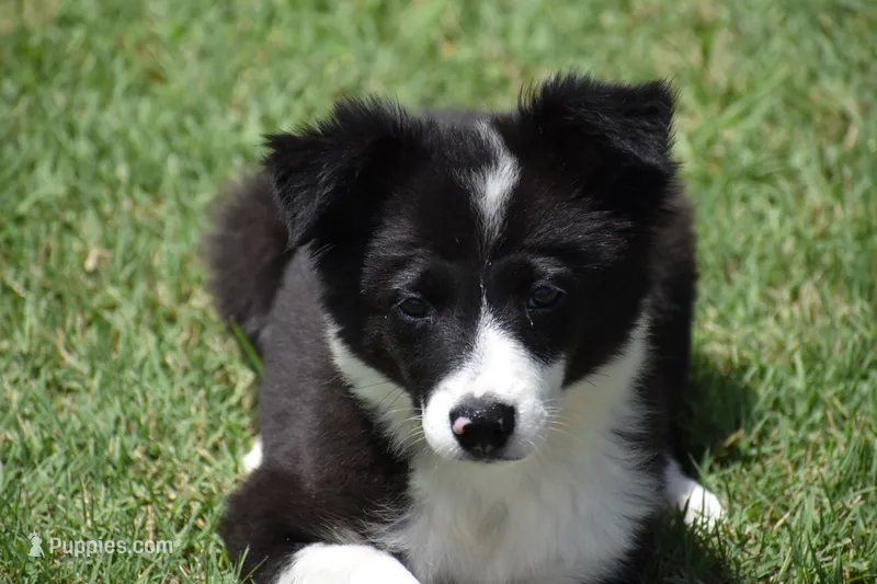 Lilly – Border Collie puppy for sale in Bokoshe, OK