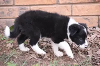 Lilly, a female Border Collie for sale in Bokoshe, OK – 4 of 7