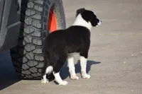 Lilly, a female Border Collie for sale in Bokoshe, OK – 3 of 8