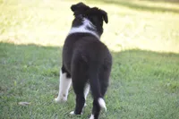 Sadie, a female Border Collie for sale in Bokoshe, OK – 3 of 7