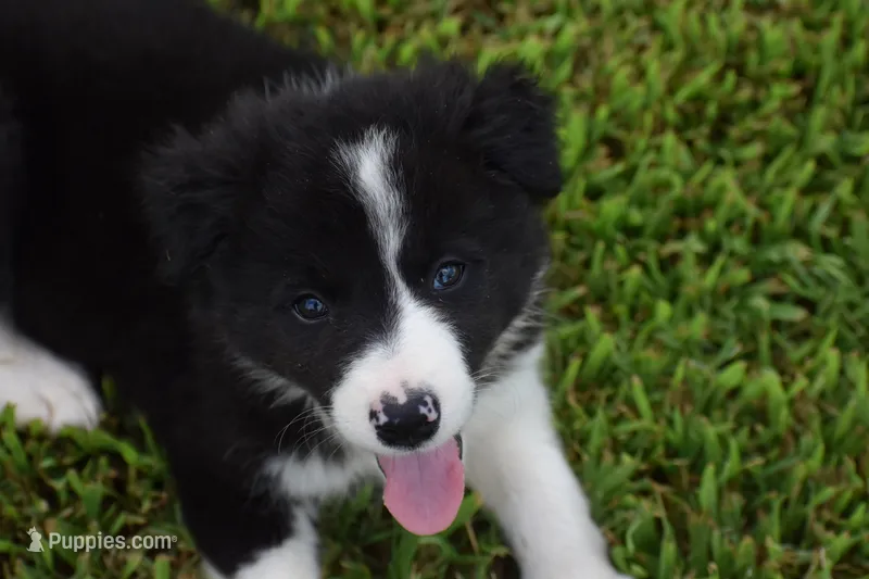 Lucy – Border Collie puppy for sale in Bokoshe, OK