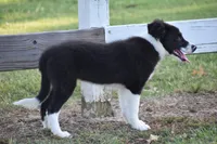 Lilly, a female Border Collie for sale in Bokoshe, OK – 7 of 8