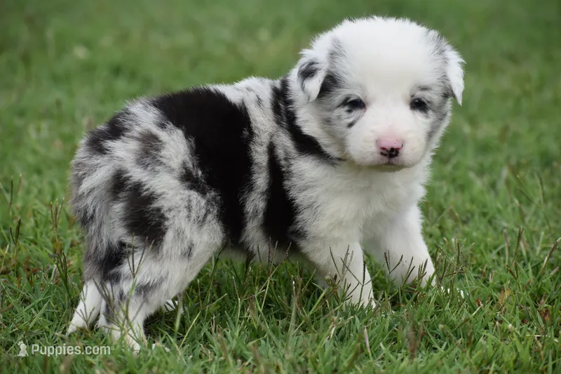 Bo – Border Collie puppy for sale in Bokoshe, OK