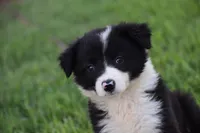 Lilly, a female Border Collie for sale in Bokoshe, OK – 3 of 7