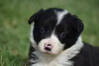 Lilly, a female Border Collie for sale in Bokoshe, OK – 1 of 8