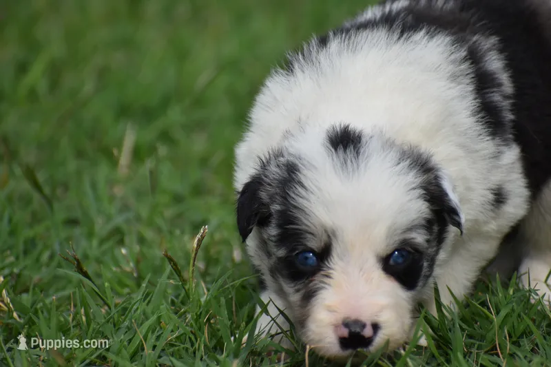 Roo – Border Collie puppy for sale in Bokoshe, OK