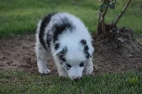 Bo, a male Border Collie for sale in Bokoshe, OK – 5 of 5