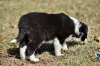 Lucy, a female Border Collie for sale in Bokoshe, OK – Photo 4 of 9