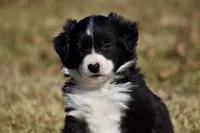 Lucy, a female Border Collie for sale in Bokoshe, OK – Photo 8 of 9