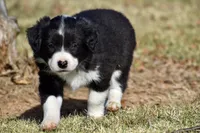 Lucy, a female Border Collie for sale in Bokoshe, OK – Photo 5 of 9