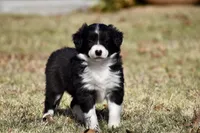 Lucy, a female Border Collie for sale in Bokoshe, OK – Photo 2 of 9