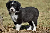 Lucy, a female Border Collie for sale in Bokoshe, OK – Photo 3 of 9