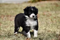 Lucy, a female Border Collie for sale in Bokoshe, OK – Photo 9 of 9