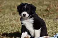 Lucy, a female Border Collie for sale in Bokoshe, OK – Photo 6 of 9