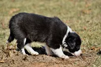 Lucy, a female Border Collie for sale in Bokoshe, OK – Photo 7 of 9