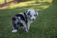 Bo, a male Border Collie for sale in Bokoshe, OK – 2 of 5