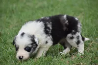 Roo, a male Border Collie for sale in Bokoshe, OK – 2 of 9