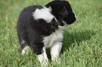 Lucy, a female Border Collie for sale in Bokoshe, OK – 6 of 7