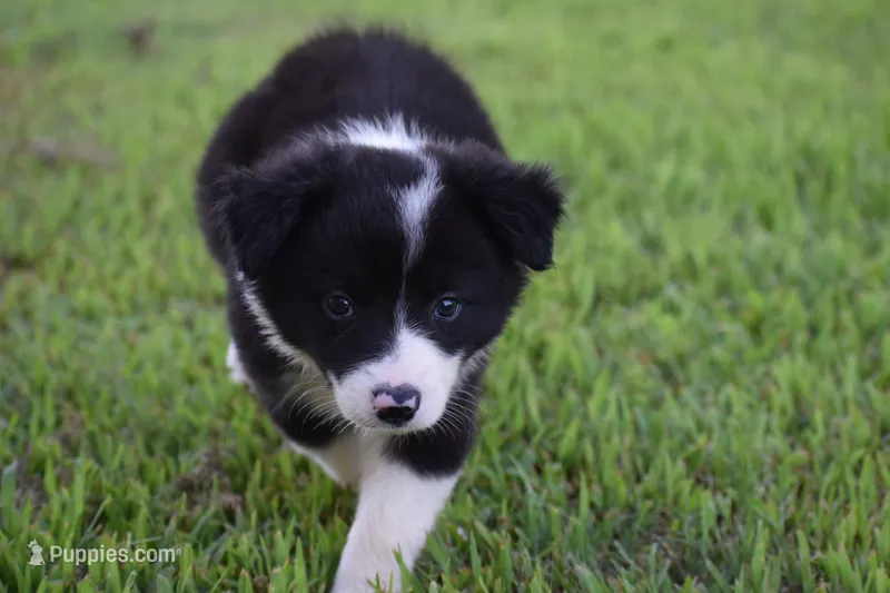 Lilly – Border Collie puppy for sale in Bokoshe, OK