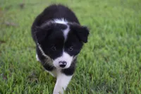 Lilly, a female Border Collie for sale in Bokoshe, OK – 1 of 7