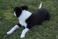 Lilly, a female Border Collie for sale in Bokoshe, OK – 8 of 8