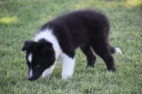 Sadie, a female Border Collie for sale in Bokoshe, OK – 6 of 7
