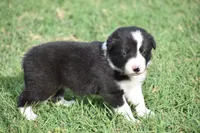 Lucy, a female Border Collie for sale in Bokoshe, OK – 2 of 7
