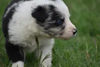 Roo, a male Border Collie for sale in Bokoshe, OK – 7 of 9