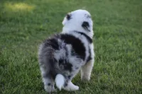 Bo, a male Border Collie for sale in Bokoshe, OK – 4 of 5