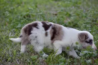 Clover, a female Border Collie for sale in Bokoshe, OK – Photo 5 of 10
