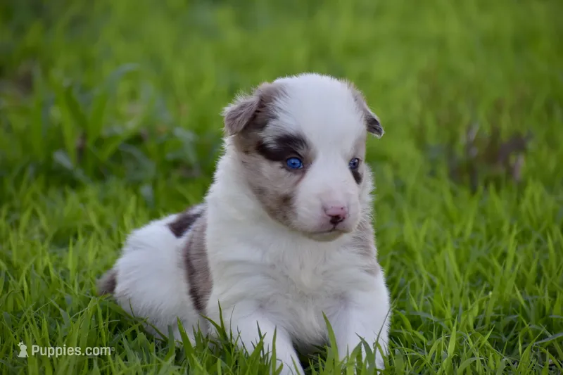 Clover – Border Collie puppy for sale in Bokoshe, OK