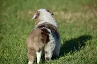 Clover, a female Border Collie for sale in Bokoshe, OK – Photo 4 of 10