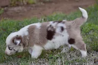 Clover, a female Border Collie for sale in Bokoshe, OK – Photo 8 of 10