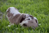 Clover, a female Border Collie for sale in Bokoshe, OK – Photo 6 of 10